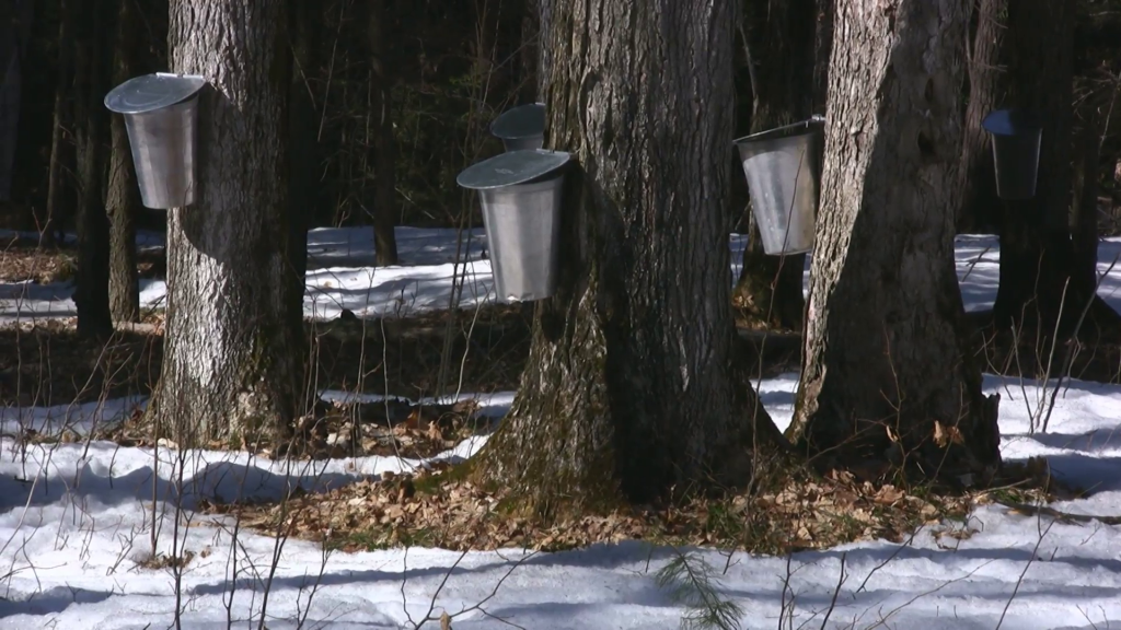 Maple Syrup Events in Ontario March to Early April > Local Movers in